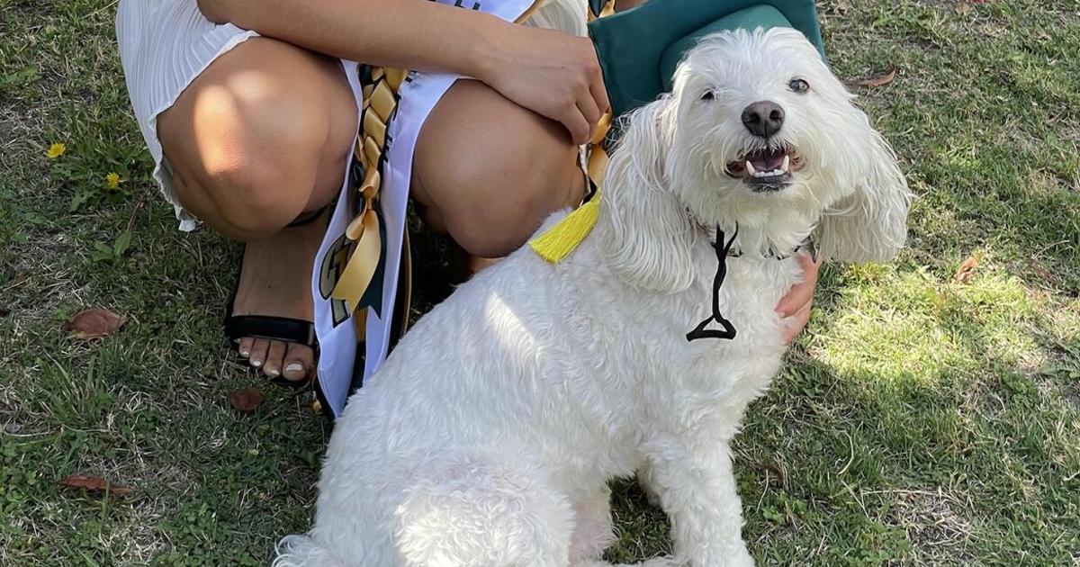 Paws For Understanding Paws for Thought: Pets can help us learn | Features | davisenterprise.com