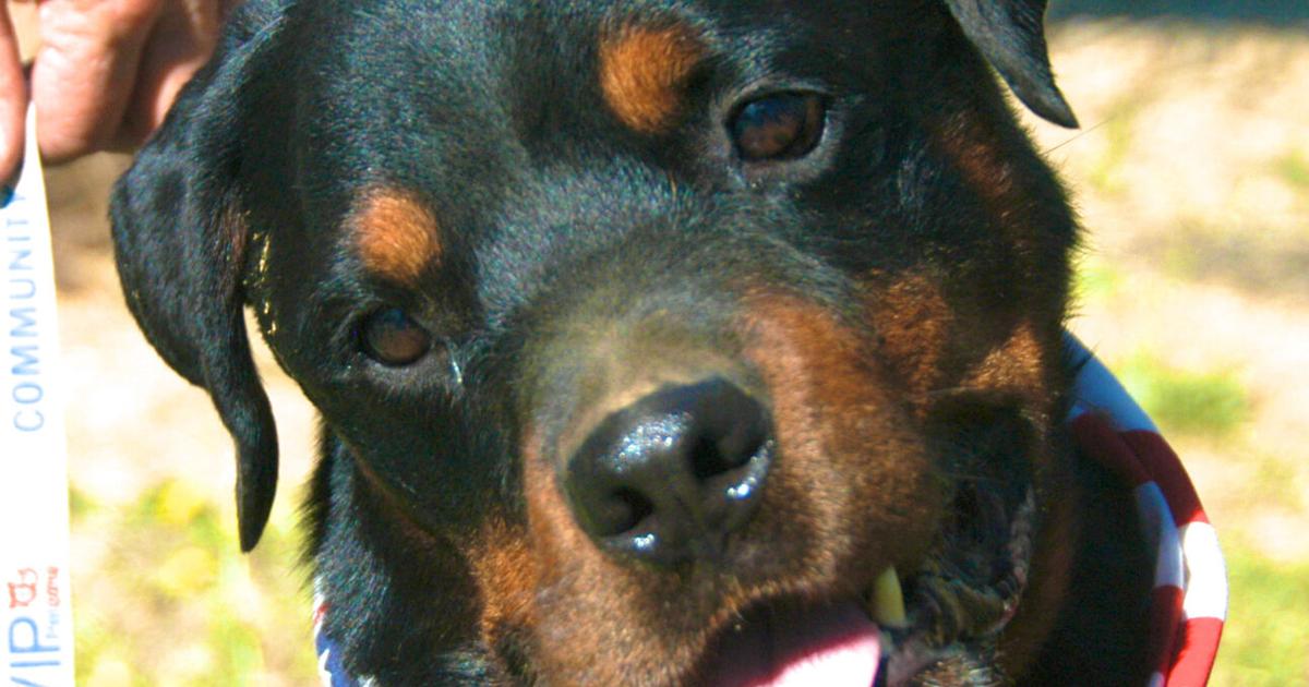 Batman and Hopper photos | Do-not-import | davisenterprise.com