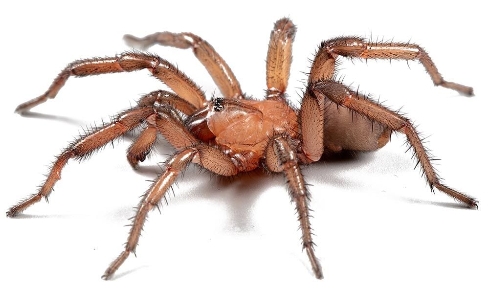 Trapdoor spider named for Korematsu | News | davisenterprise.com