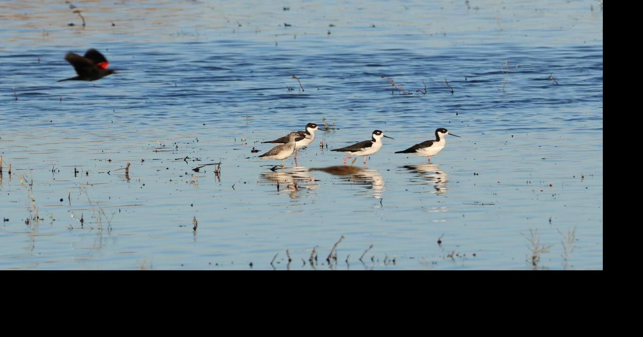 At the pond: Autumn bird migration is happening | Features ...