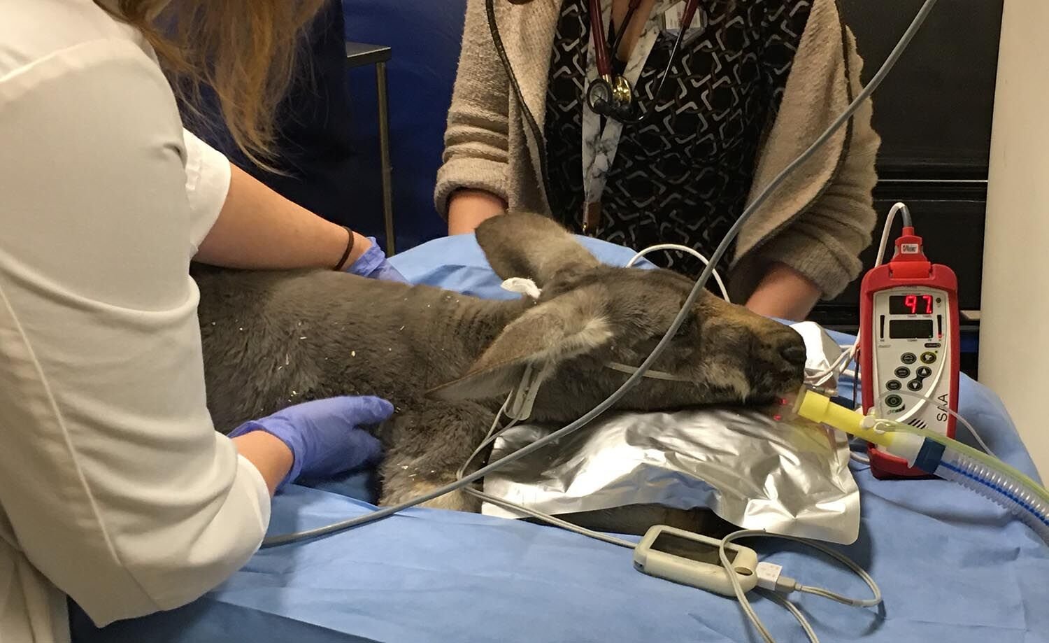 UC Davis treats kangaroo from Sacramento Zoo UC Davis