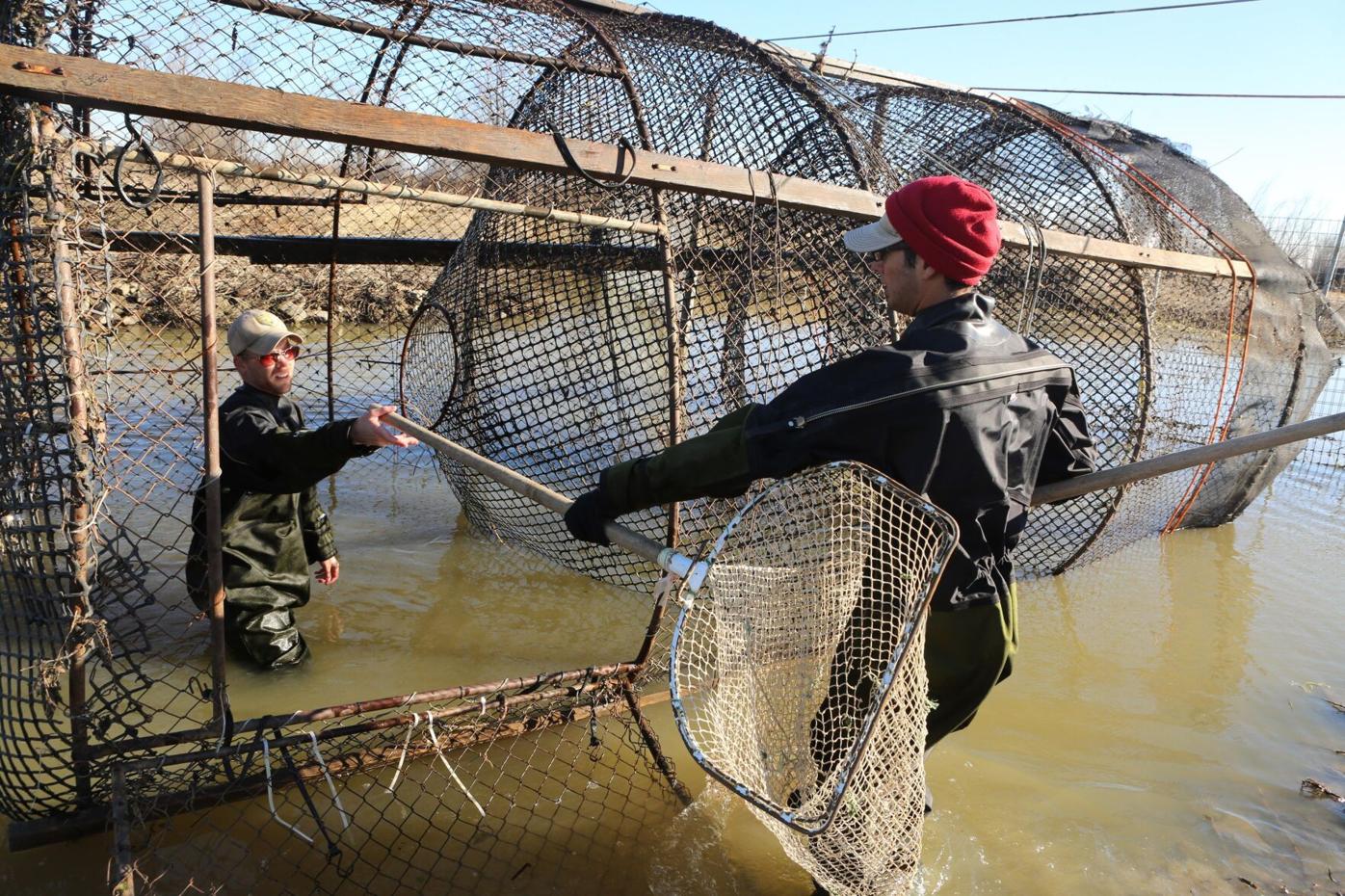Fish rescue underway at Knaggs Ranch, News