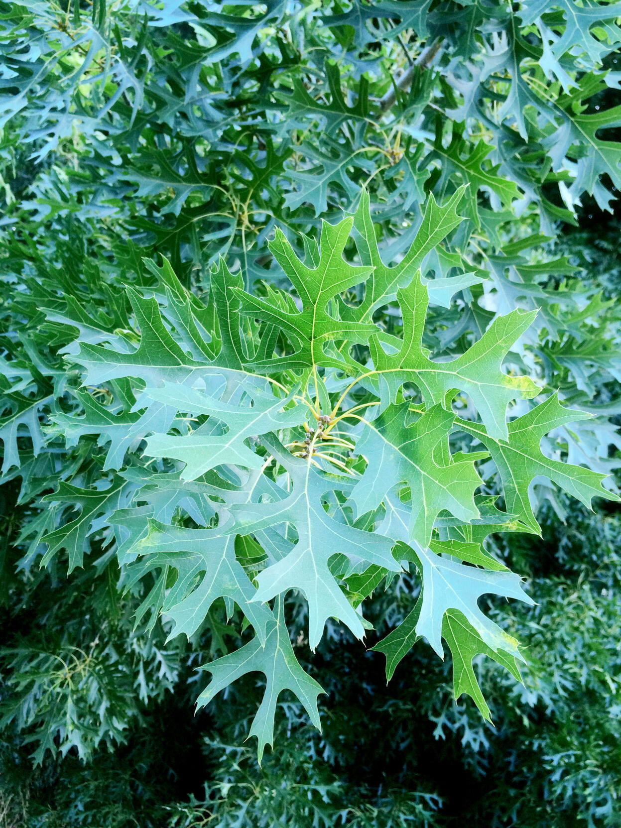 コンティの木 Choosing a shade tree | Gardening | davisenterprise.com