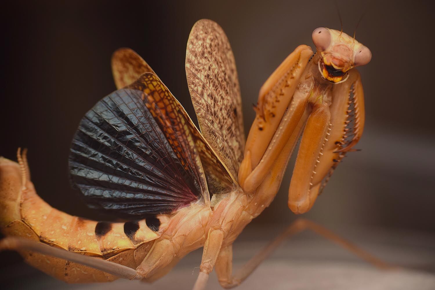アビソ プレイング・マンティス5’4″ AVISO　PRAYING MANTIS 66e0daf592eff.image.jpg?crop=
