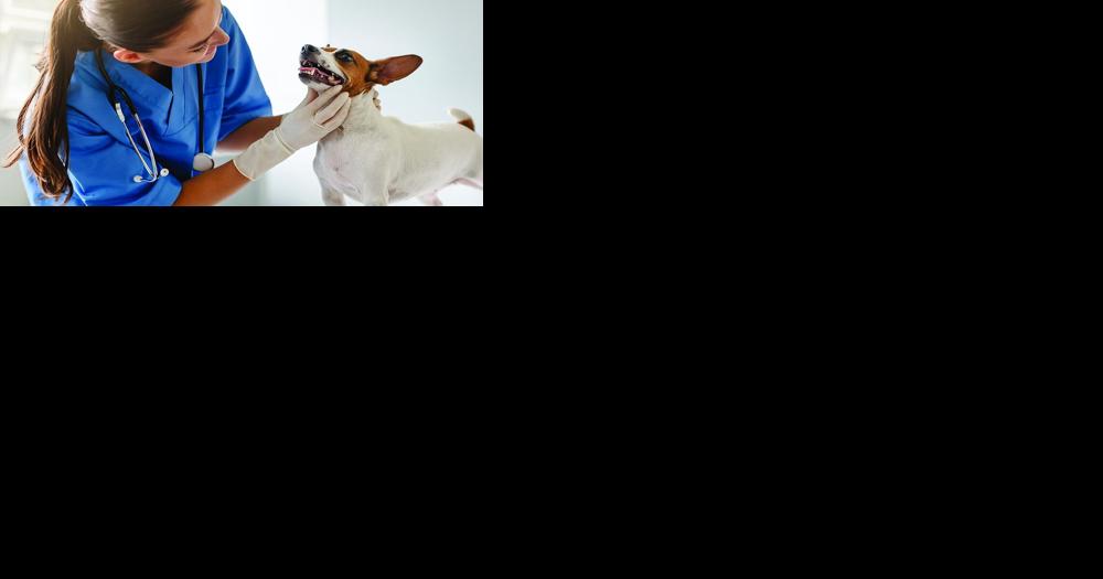 Protect your pet’s dental health