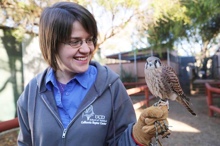The California Raptor Center: A home to roost | News | davisenterprise.com