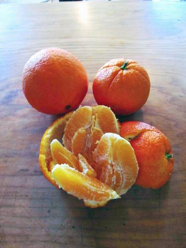 Navels vs. Valencias, The Orange Debate