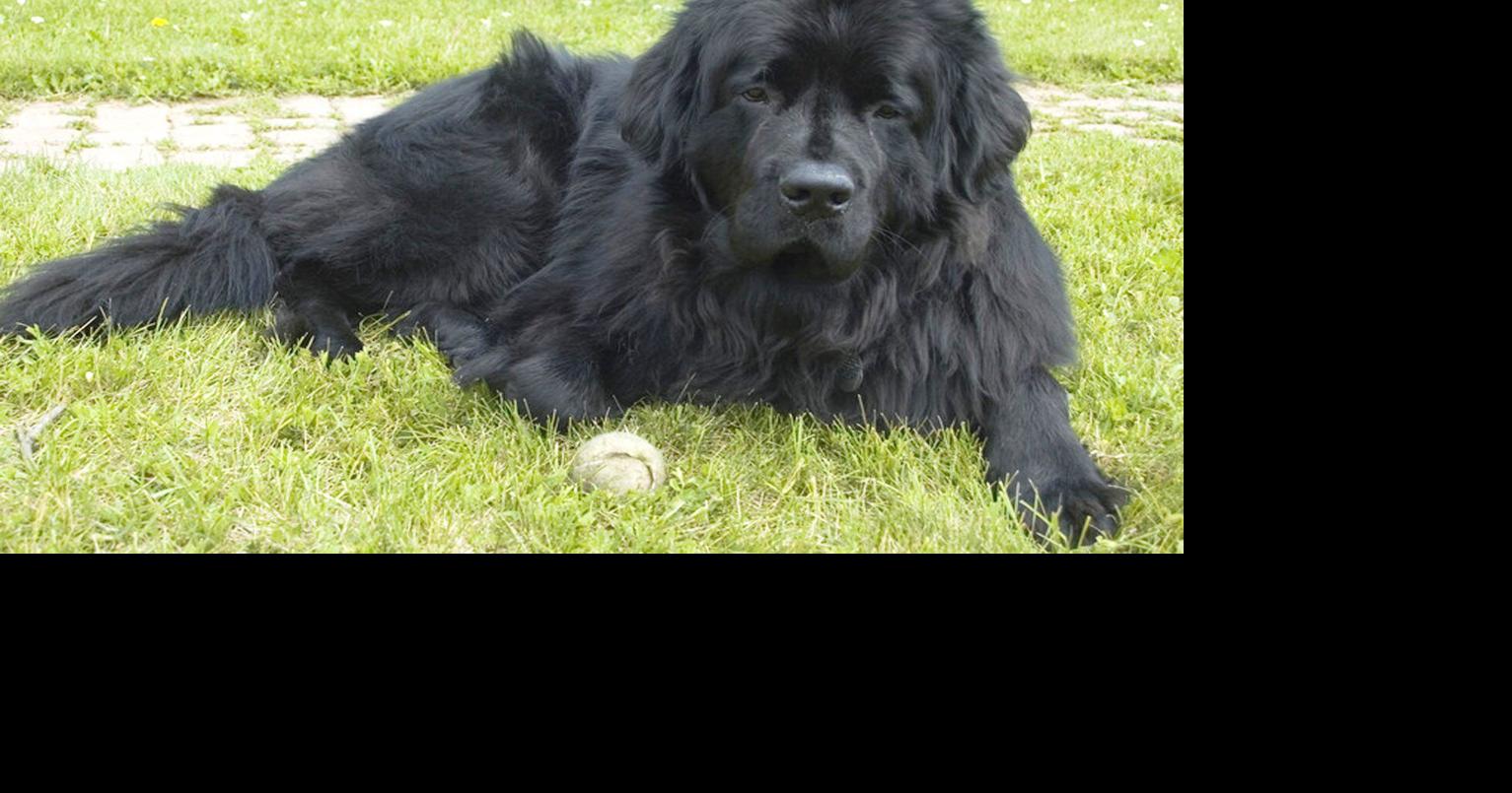 ucd-gene-mutation-for-dog-heart-disease-id-d-uc-davis