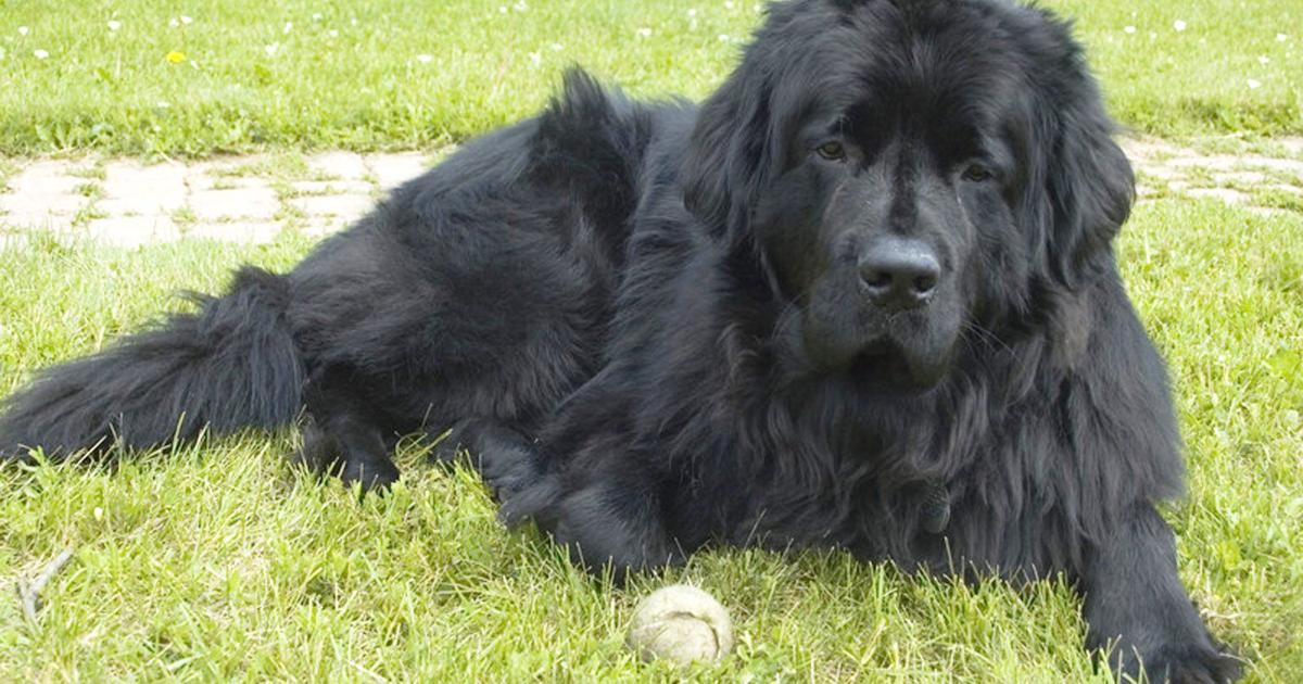 UCD Gene Mutation For Dog Heart Disease ID d UC Davis ucd-gene-mutation-for-dog-heart-disease-id-d-uc-davis