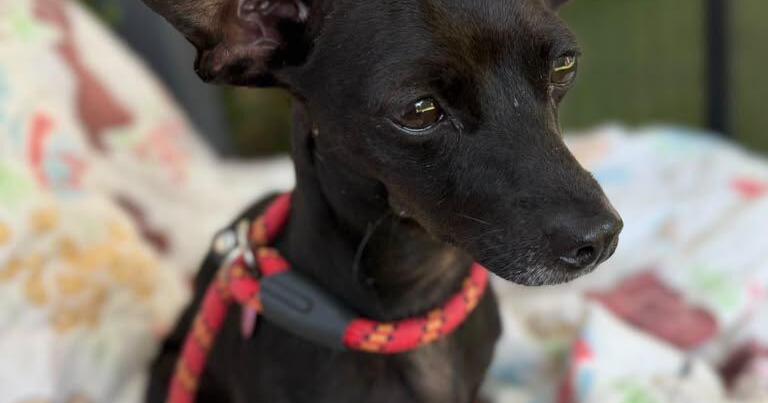 Pets of the week