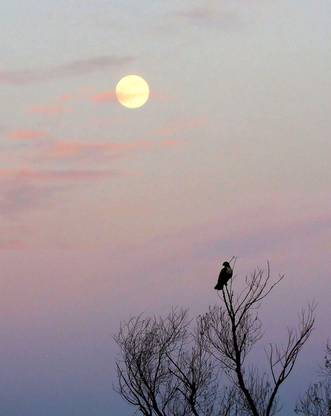 How to see Moon calendar on iPhone, iPad, Mac, Watch