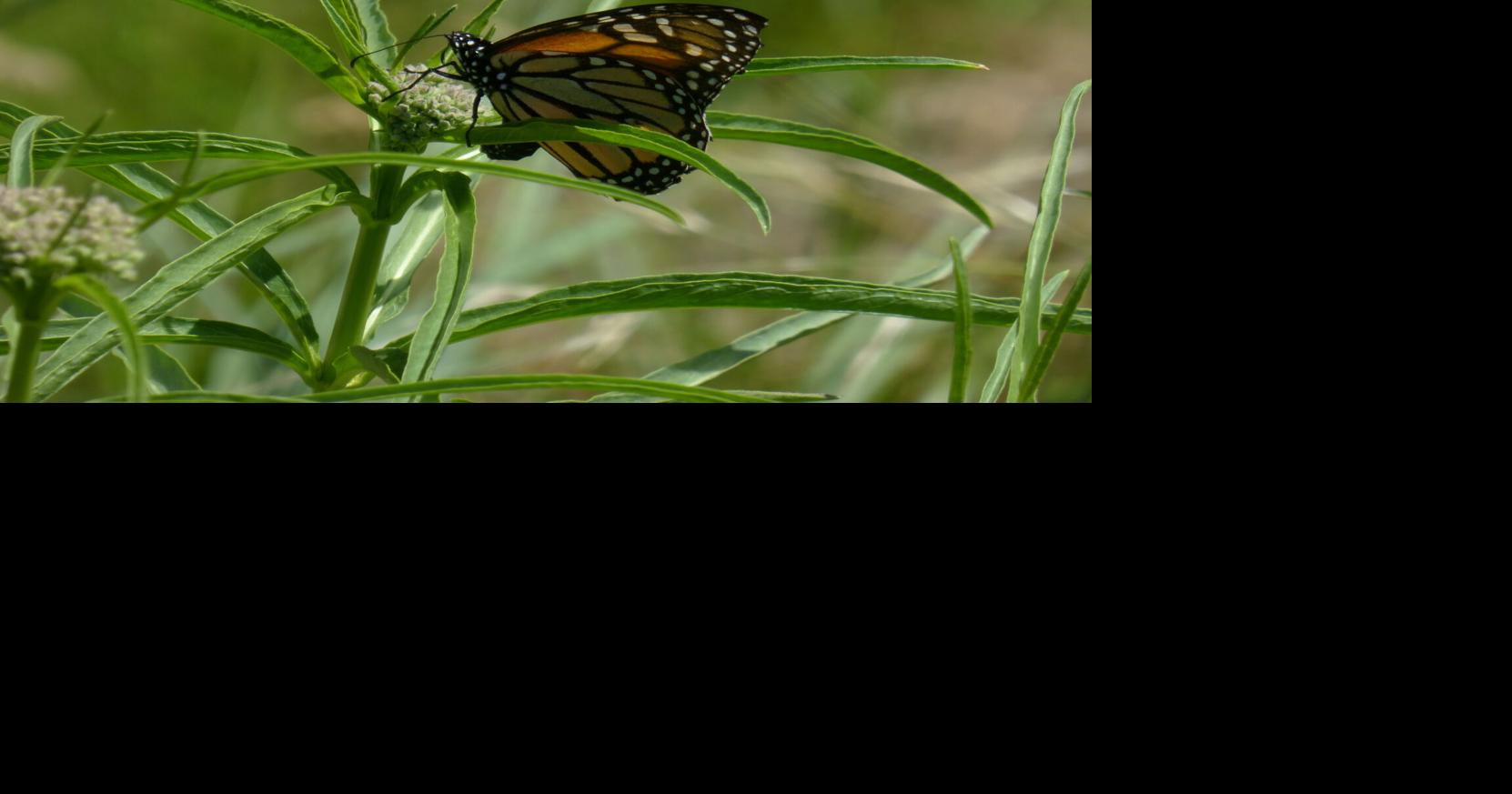 Garden doctor Why do flowers have a scent? Features