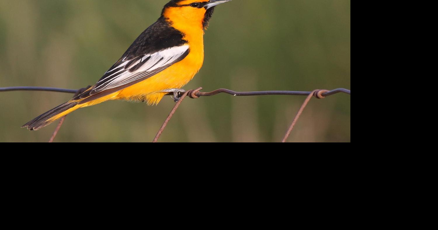 Yolo Bird Alliance hosts field trip in March | Features ...