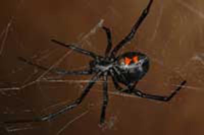 Mature female western black widow spider, <I>Latrodectus hesperus.</I>
