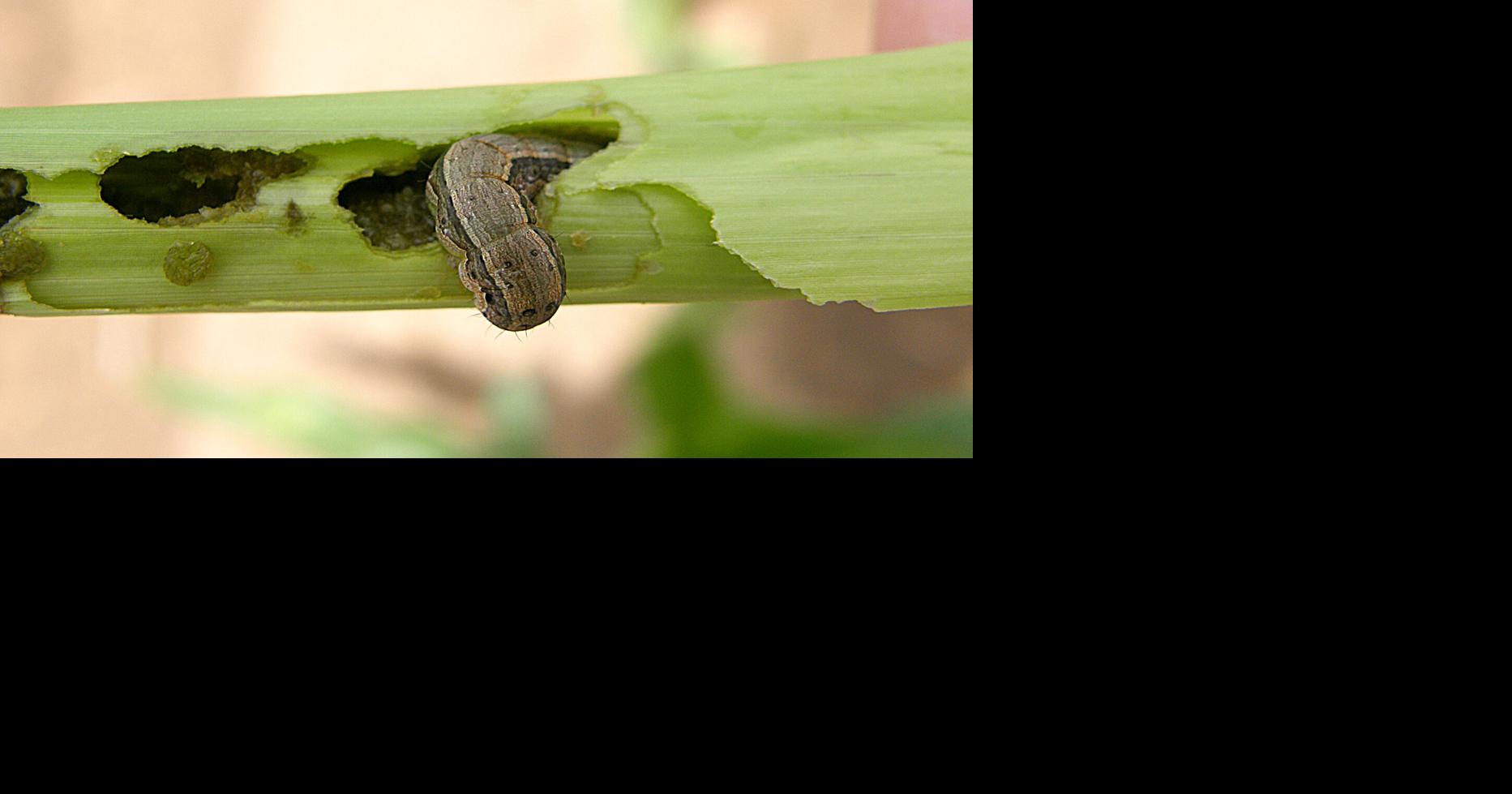 Systemic insecticides may not work as well during drought News