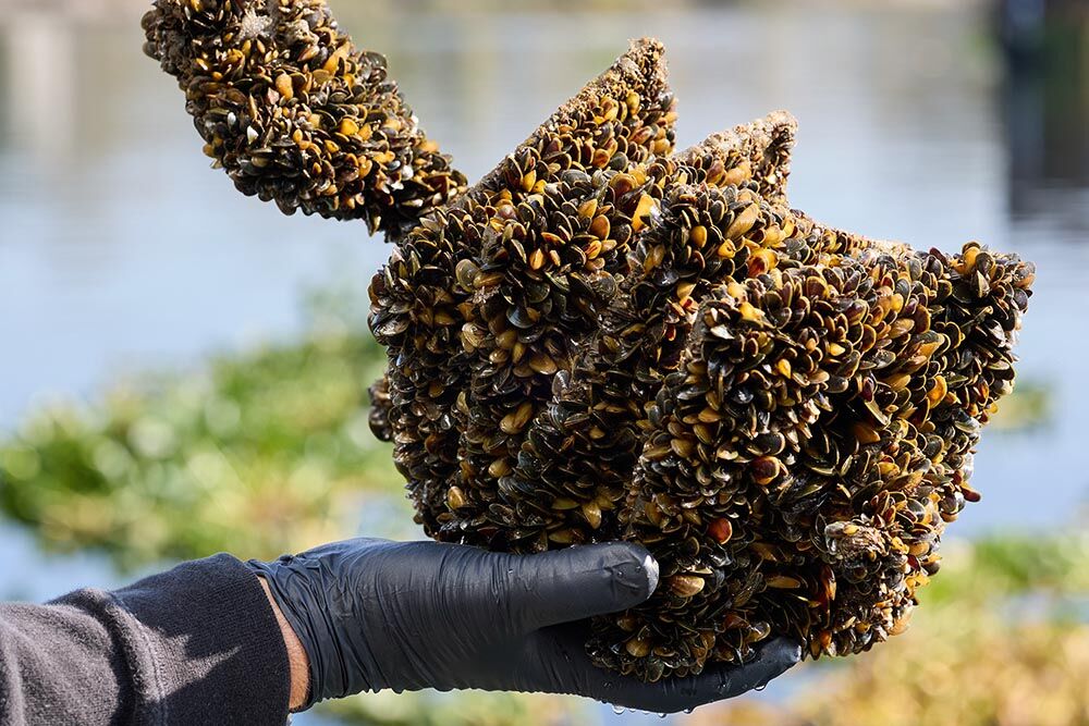 ‘Emerging threat’: An invasive species is upending life in the Delta ...