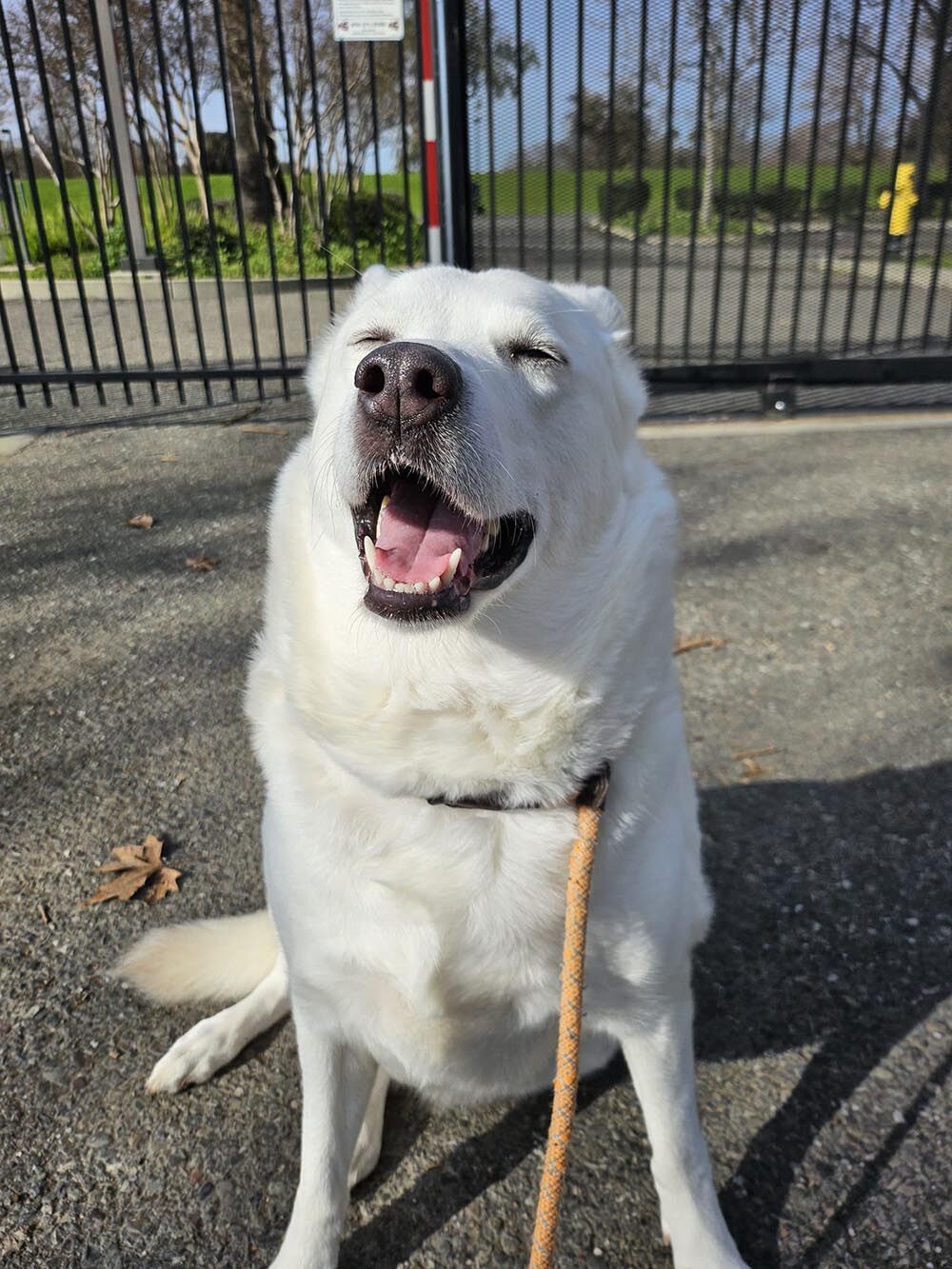 Animal Shelter Hosts Event Pets Davisenterprise Com   65d7d790c3fb2.image 