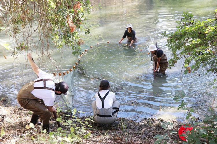 Restored stream supports new wild salmon run | News | davisenterprise.com
