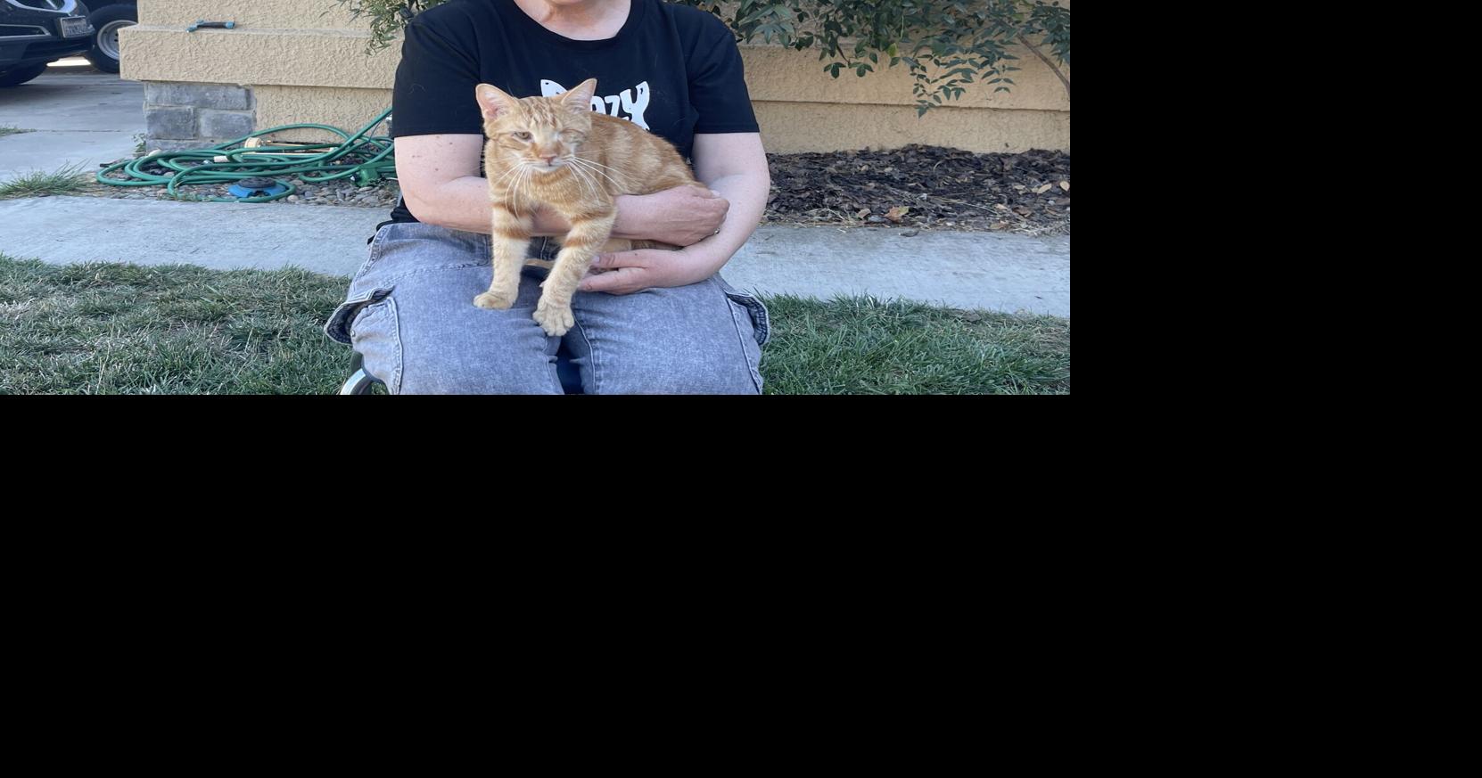 Couple's rescue dedicated to saving cats and kittens of Davis