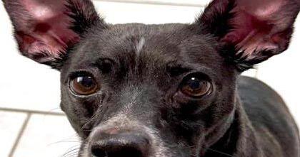 Pets of the week