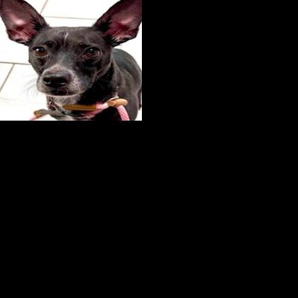 Pets of the week | Features