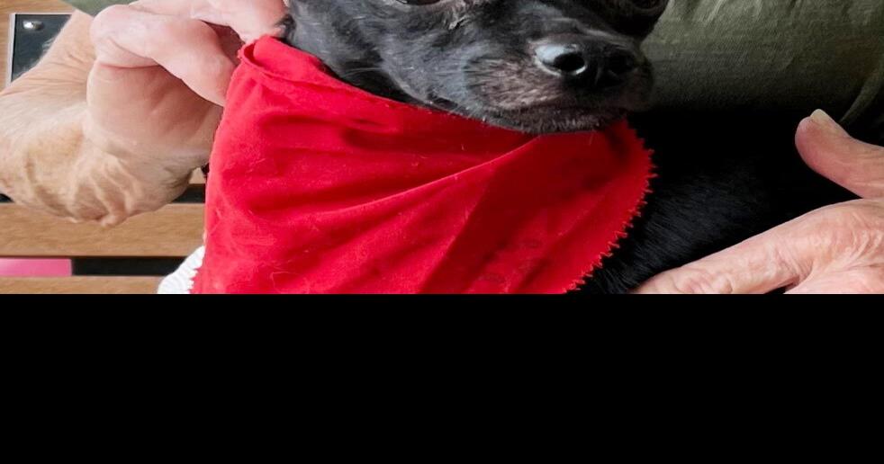 Need a new best friend? Pets