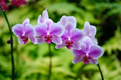 Visit Jamaica: The Land of Orchids And Exotic Flowers