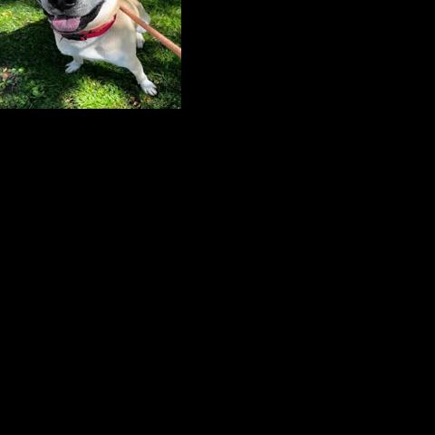 Pets of the week | Features