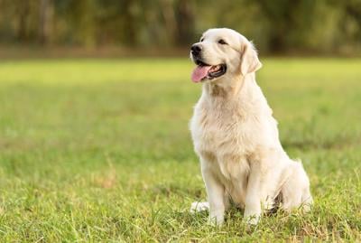 UCD: Can golden retrievers live longer? | Pets | davisenterprise.com