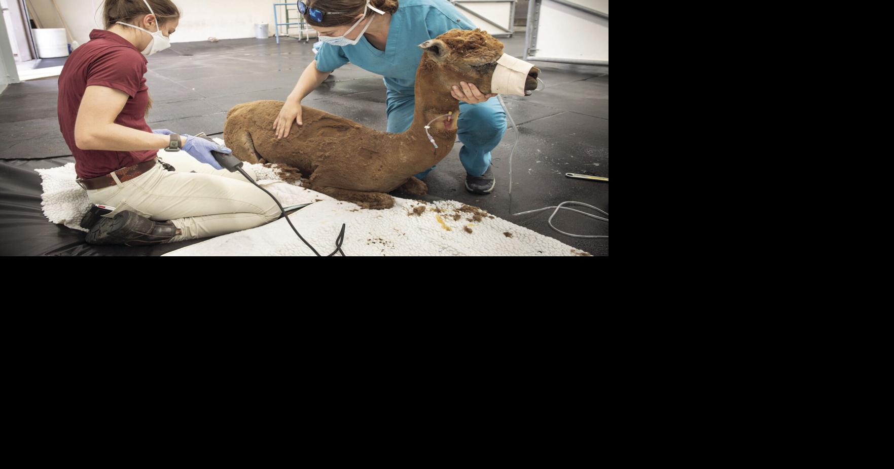 California Veterinary Emergency Team ready to help animals in wildfires ...