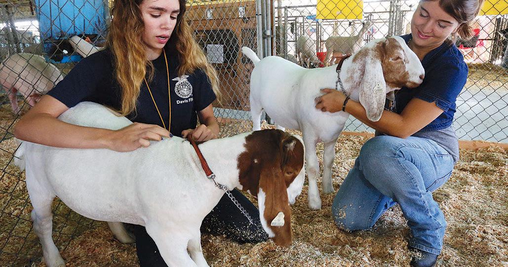 Yolo County Fair Schedule | News | davisenterprise.com Yolo County Fair Schedule | News | davisenterprise.com