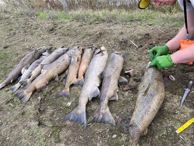Scores of salmon found dead in Putah Creek, Agriculture + Environment