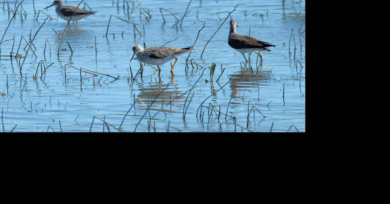 Audubon leads field trip to Napa River, Bay Trail News
