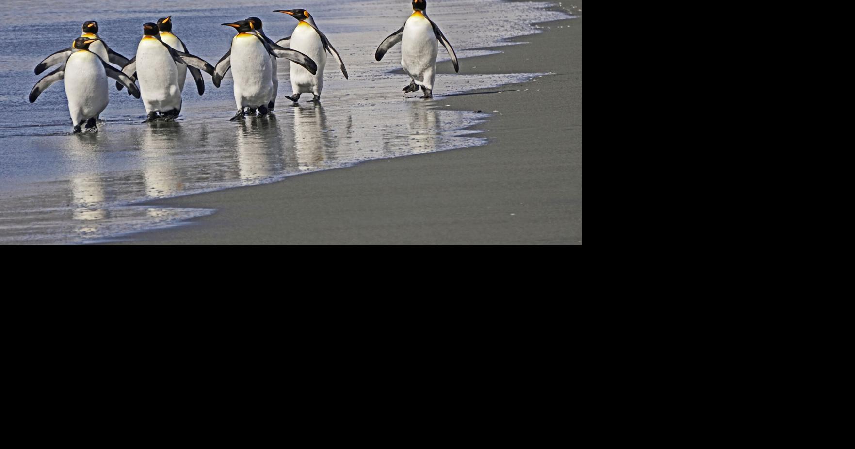 Armchair Travel presents Falkland Islands Archives