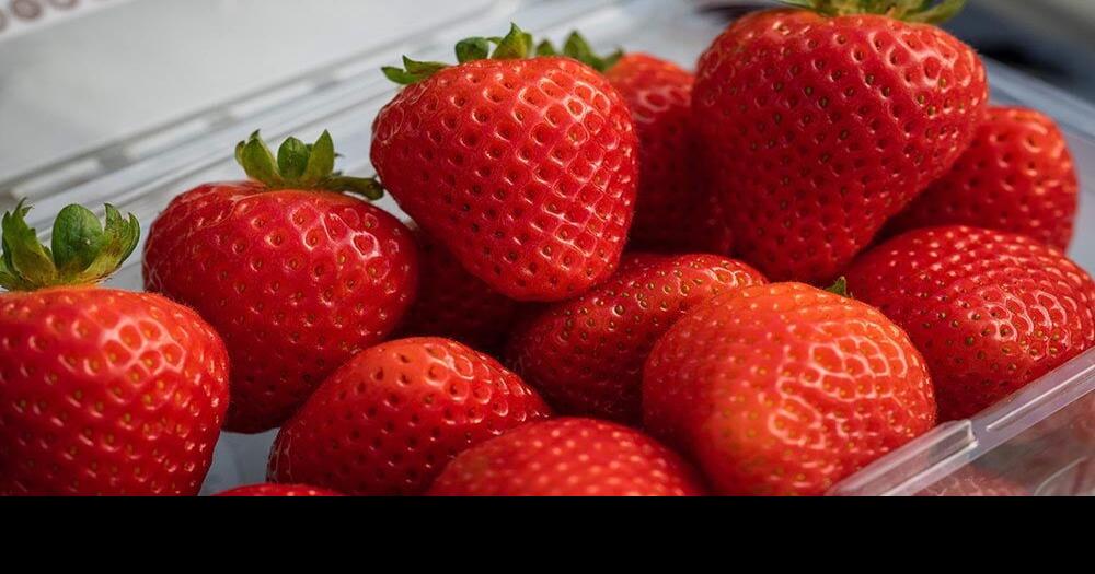 UCD releases fungusresistant strawberries UC Davis