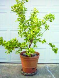 buy calamondin orange tree Calamondin Orange Tree - Live Plants in 1 Gallon Pots - Florida Only main image 0