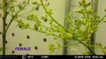 Avocado timelapse