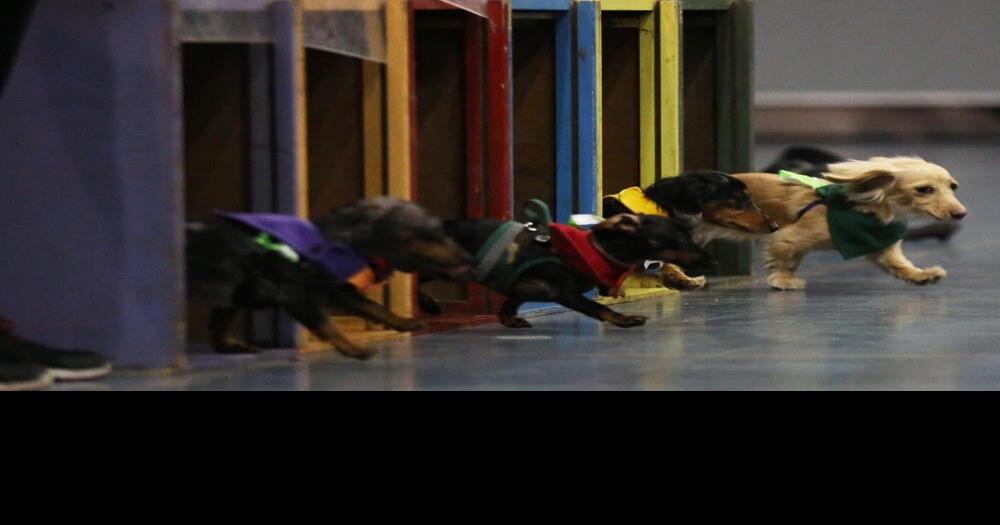 Tickets for the Doxie Derby are sold out UC Davis