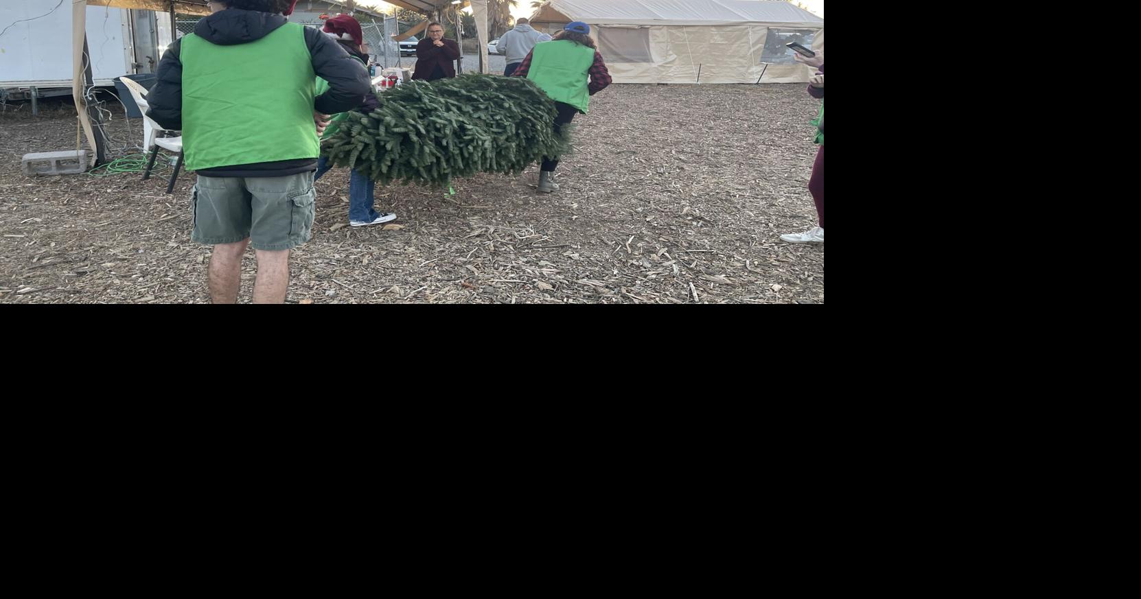 Davis Scouts Christmas Tree Lot still thriving after six decades
