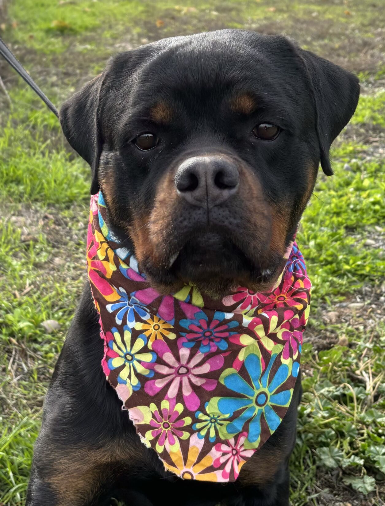 West coast cheap rottweiler rescue