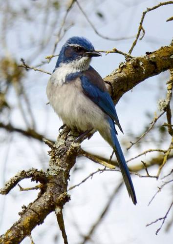 Blue Jay  Missouri Department of Conservation