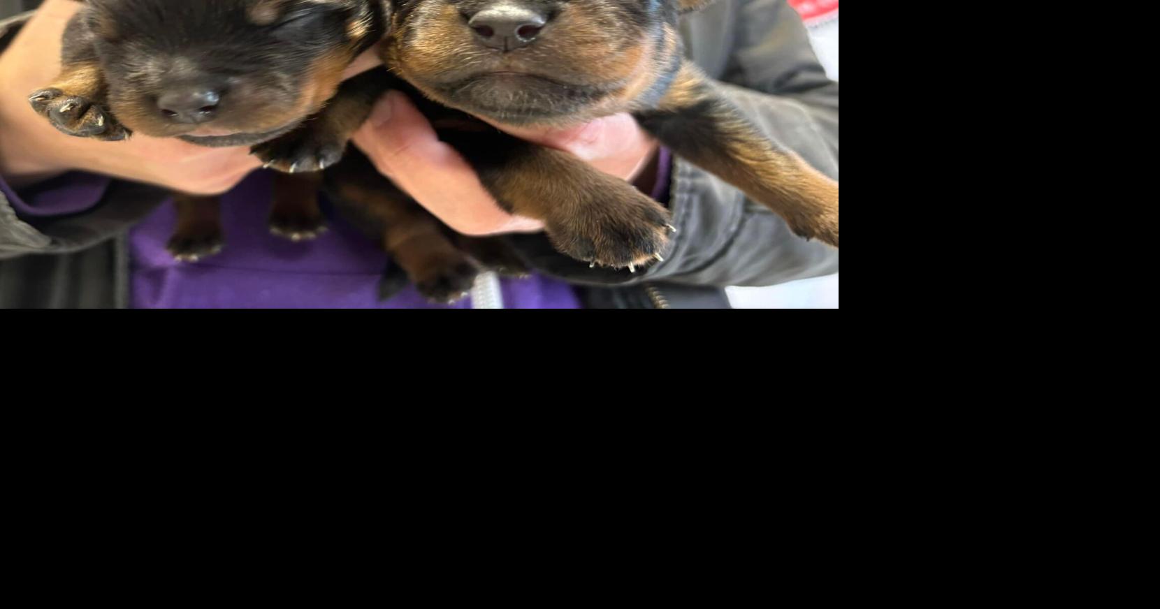 Rottweilers abandoned in Oregon moving truck saved by Woodland rescue ...