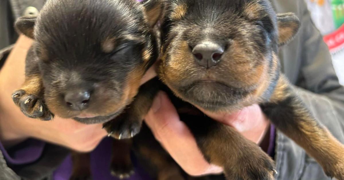 Rottweilers abandoned in Oregon moving truck saved by Woodland rescue ...