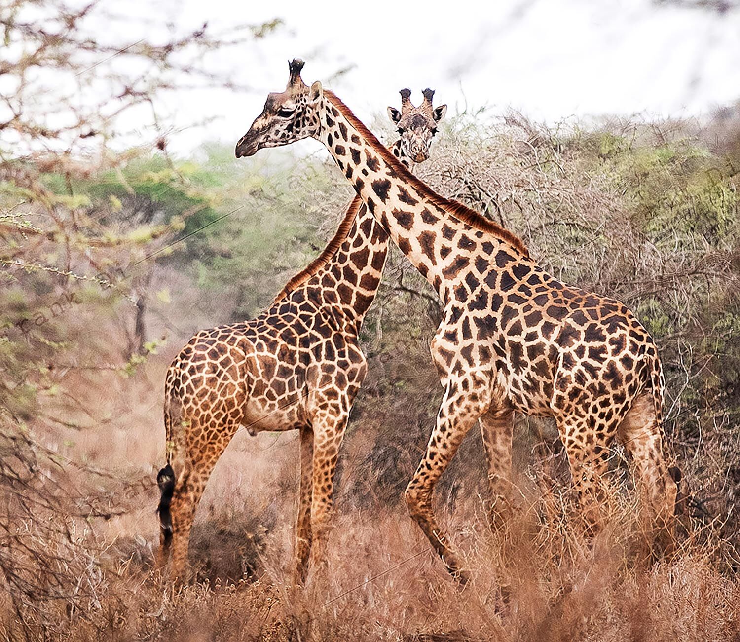 Explorit: Learn more about those giant giraffes | Features