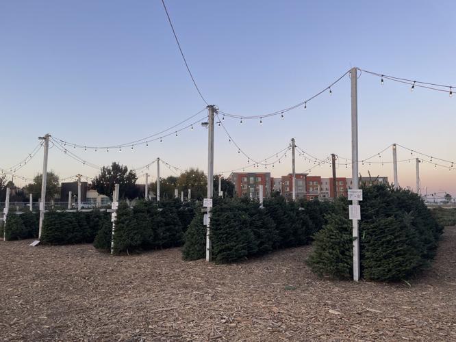 Davis Scouts Christmas Tree Lot still thriving after six decades