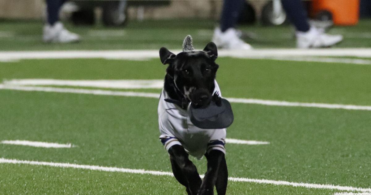 Football: ‘Ruff’ but fun job for Cori | Aggies | davisenterprise.com