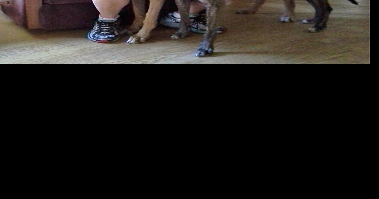 Paws for Thought Race on out to adopt a retired greyhound Archives