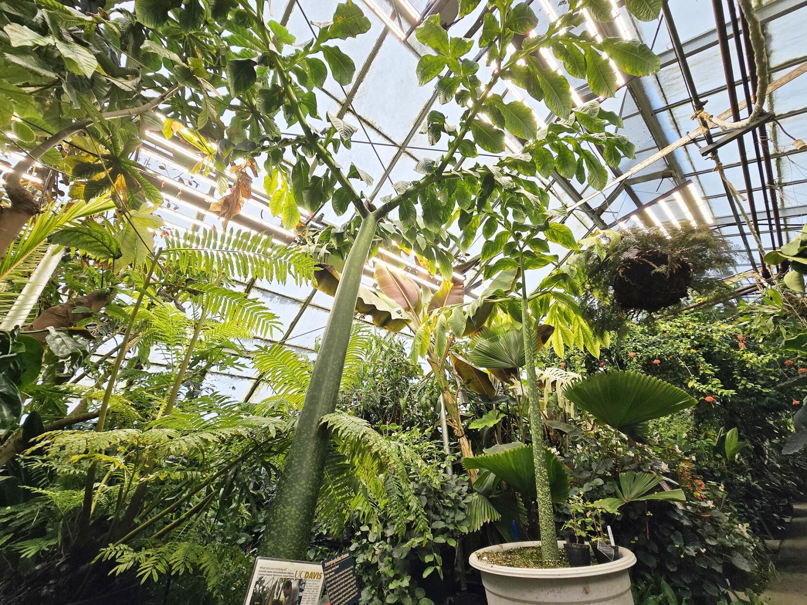 UCD Botanical Conservatory shows off for Picnic Day | Features
