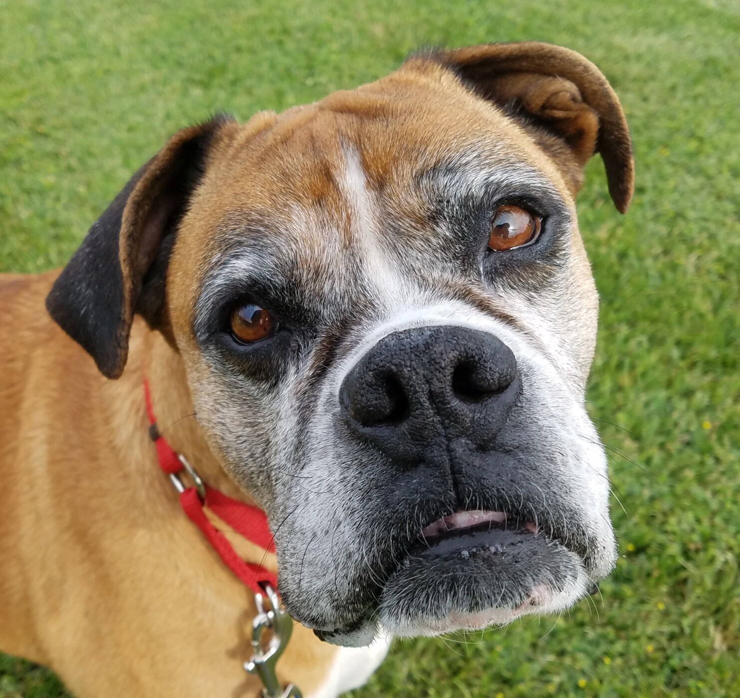 Senior boxer store dogs for adoption