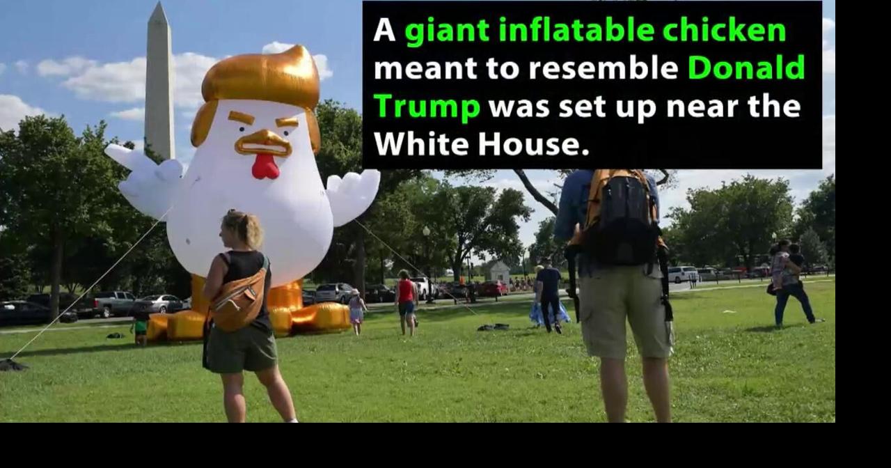 That inflatable chicken that looks like Trump can be yours | Nation ...